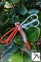 Medium_Dragonfly